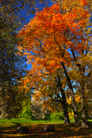 Пушкин, Екатерининский парк, осень, изображение высокого разрешения, качественное фото