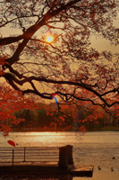 Пушкин, осень, мост, павильон, панорама, фото